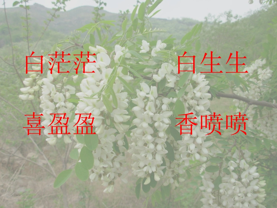 槐乡五月课件_第3页