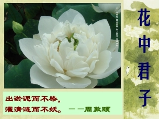 6荷塘月色-(2)