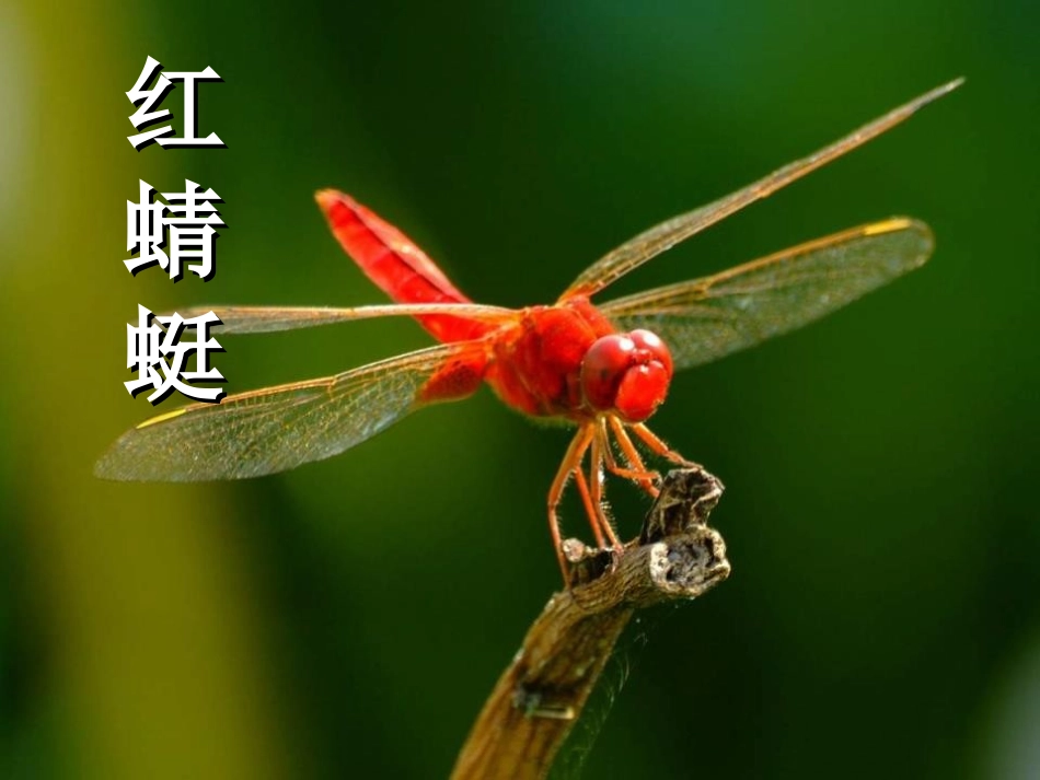 红蜻蜓(演唱)_第1页