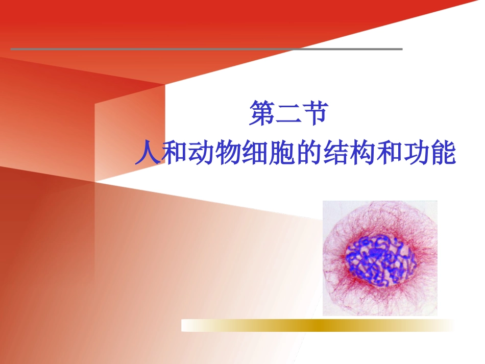 《第二节-人和动物细胞的结构和功能》课件2_第1页