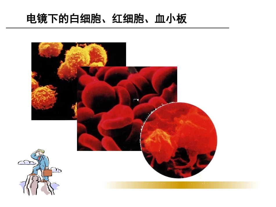 《第二节-人和动物细胞的结构和功能》课件2_第2页