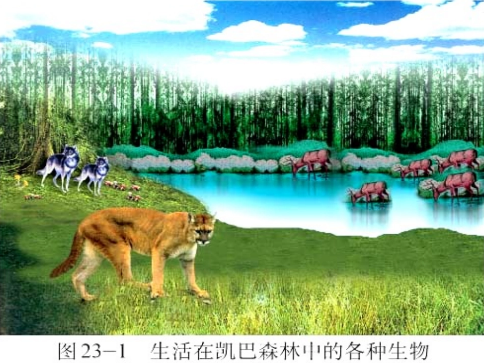 第1节生态系统概述_第3页
