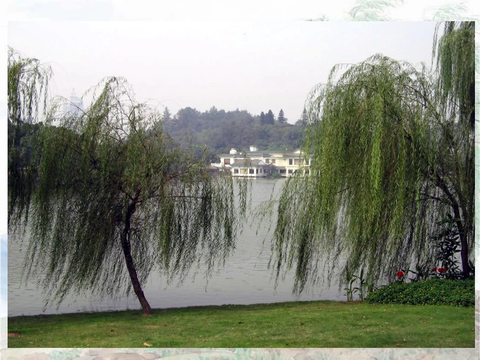 青海高原一株柳-(3)_第1页