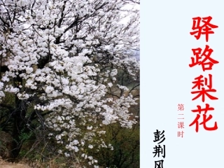 (部编)初中语文人教2011课标版七年级下册驿路梨花(第二课时)