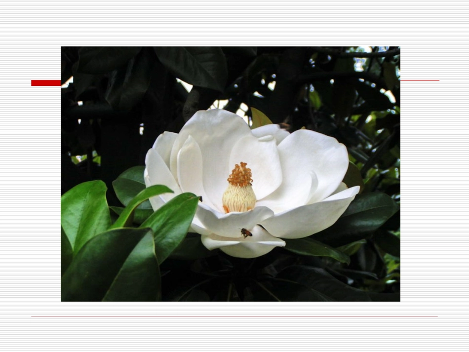 苏教版六年级下册语文《广玉兰》课件PPT_第3页