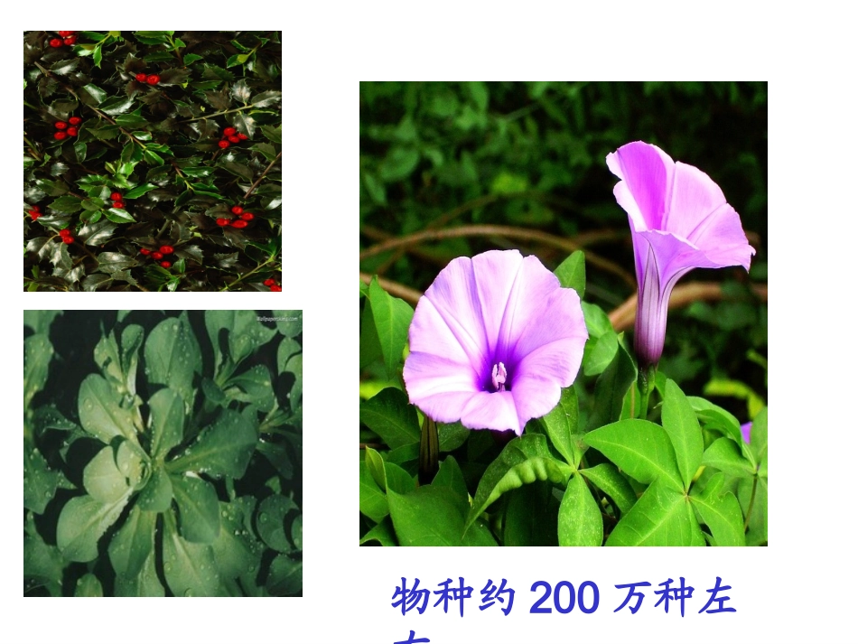 高中生物：生物的进化-课件浙科版必修2_第2页