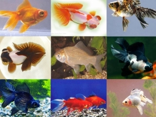 高中生物：生物的进化-课件浙科版必修2