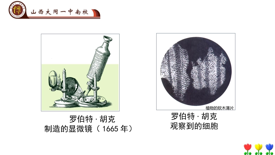 科学家的故事-施莱登、施旺与细胞学说_第1页