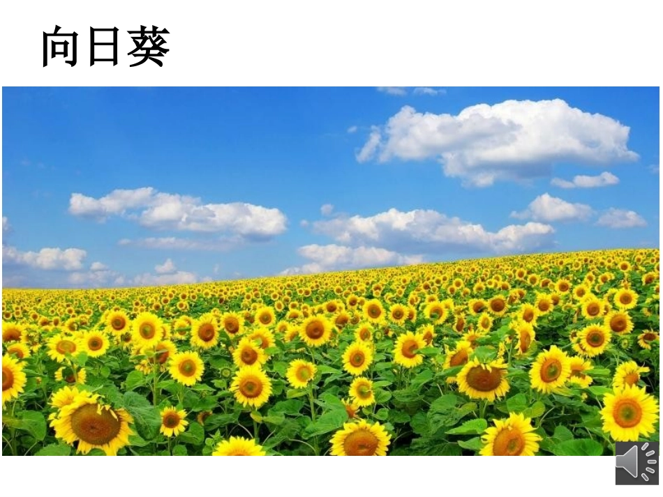 6.花儿朵朵_第2页