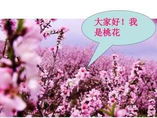 6.花儿朵朵