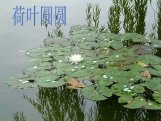 小学语文一年级课件-荷叶圆圆-字词
