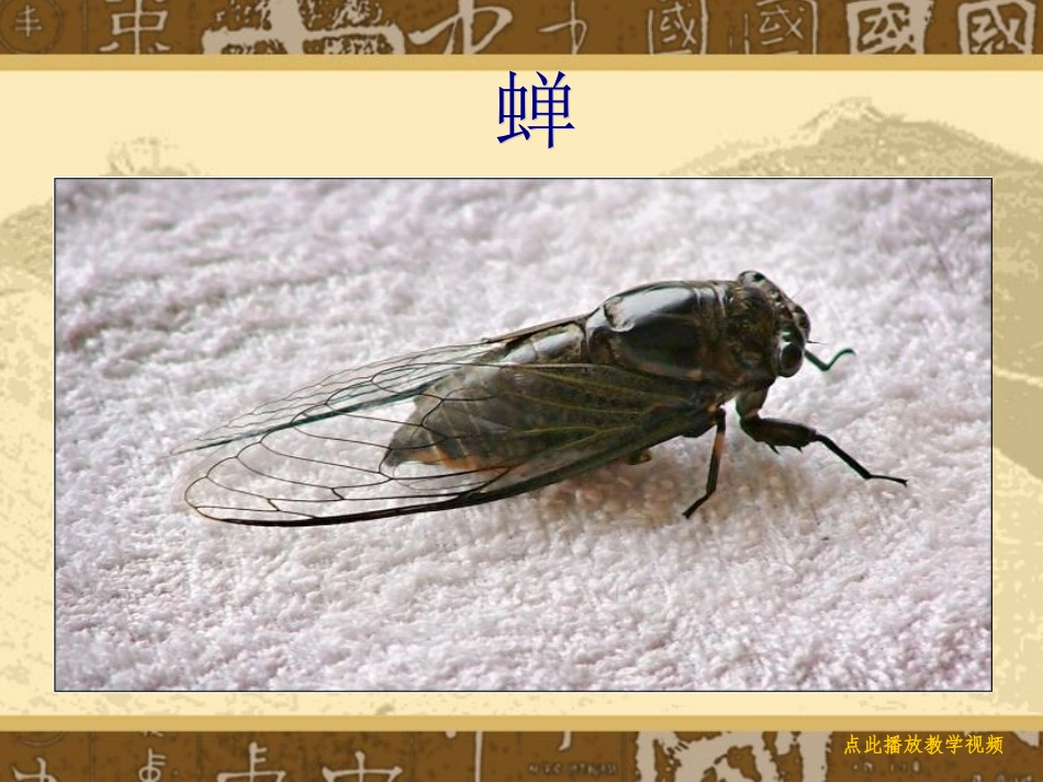 18-短文两篇-蝉-人教新版七年级语文上册_第2页