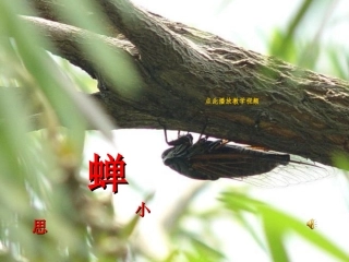 18-短文两篇-蝉-人教新版七年级语文上册