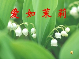 爱如茉莉(1)
