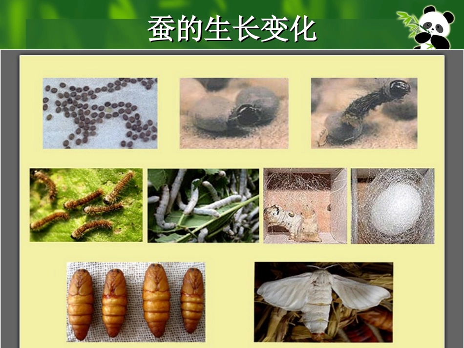 蚕的生命周期_第3页