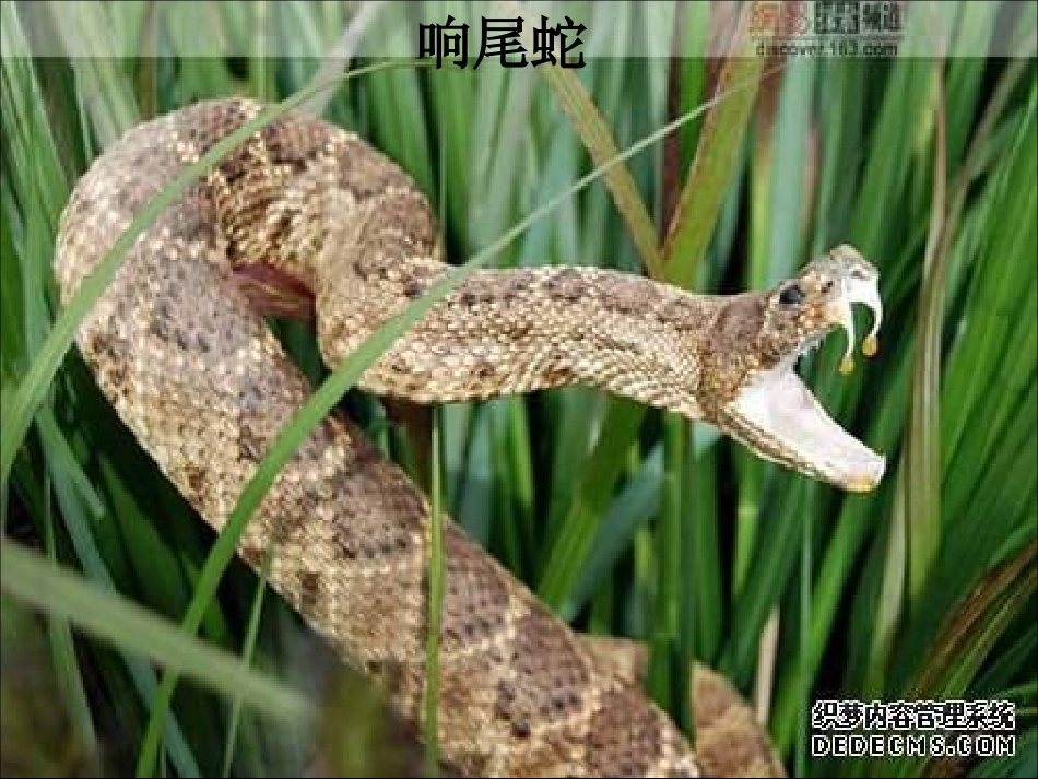 生物：第2章第2节2013生物学研究的基本方法1课件(北师大版七年级上)_第3页
