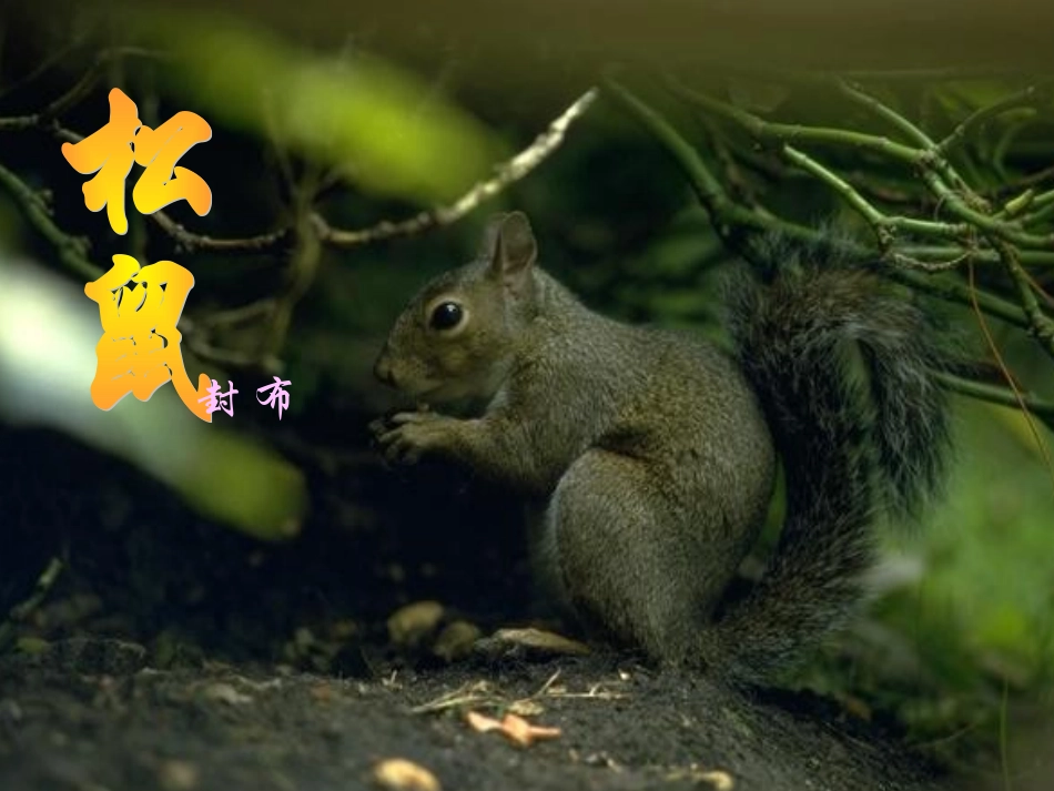 10.《松鼠》_第1页