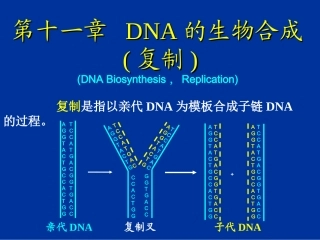 DNA的生物合成-(复制)