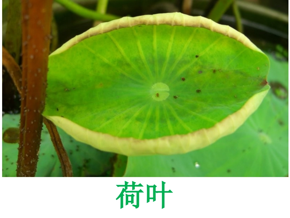 14荷叶圆圆.ppt4(1)_第2页