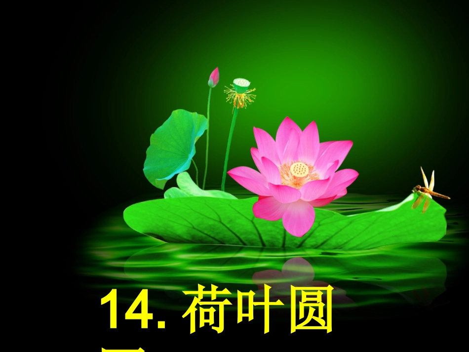 14荷叶圆圆.ppt4(1)_第3页