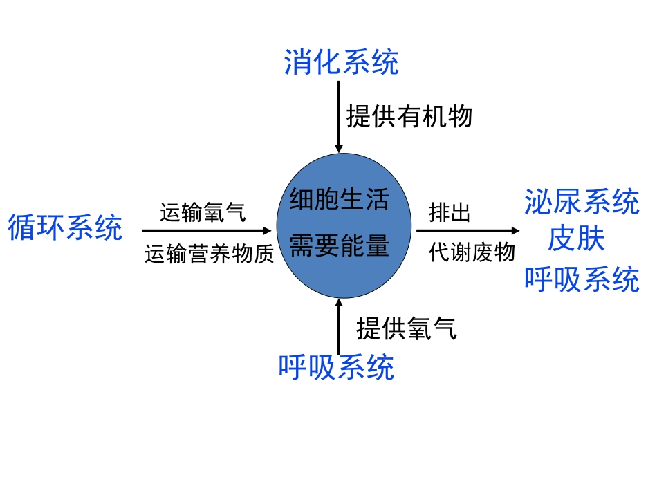 第1节人体产生的代谢废物-(2)_第3页