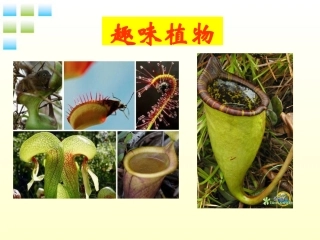 七年级生物下册-奇异的植物世界课件-人教新课标版