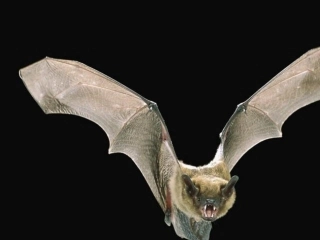 《蝙蝠和雷达》课件