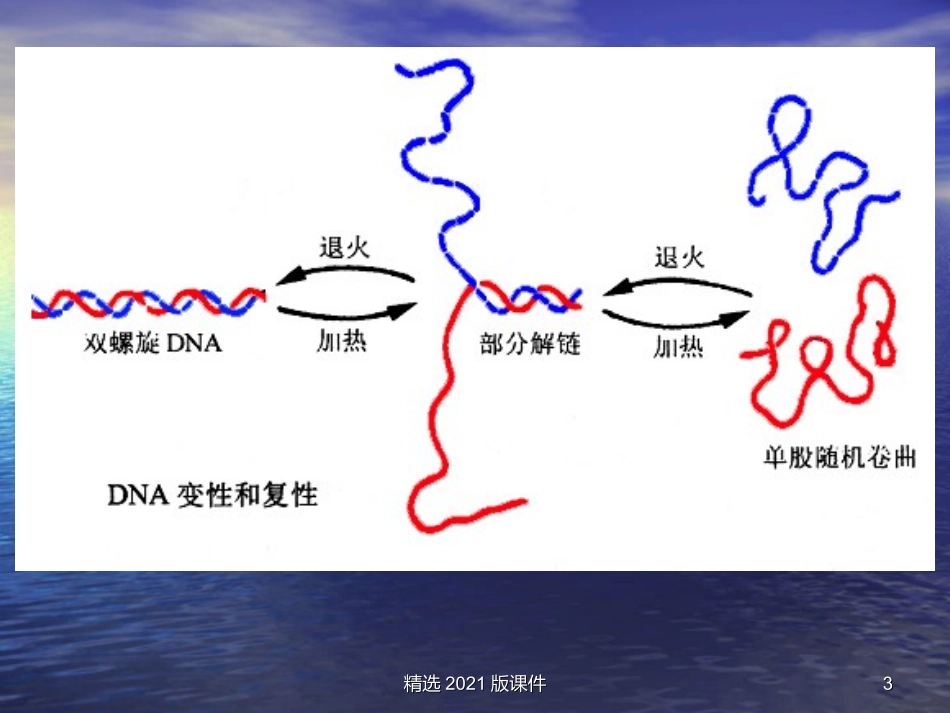 PCR技术原理完整_第3页