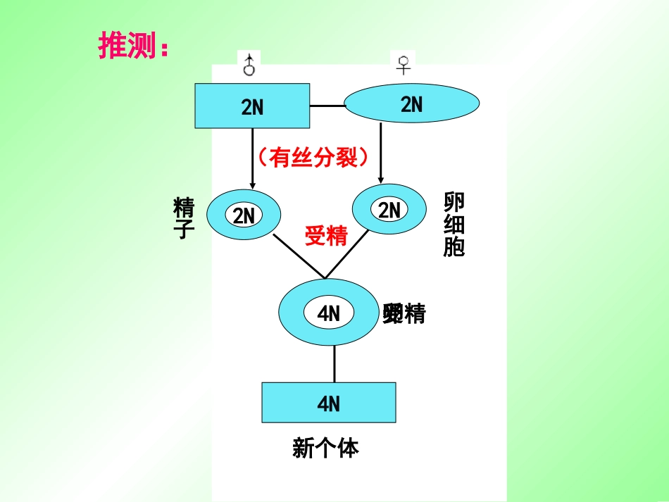 2.1减数分裂和受精作用_第3页
