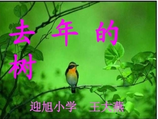 去年的树王大燕