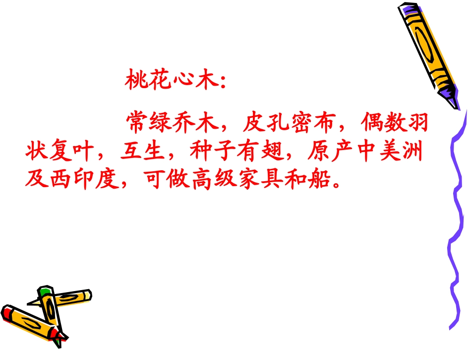 《桃花心木》教学课件2_第2页