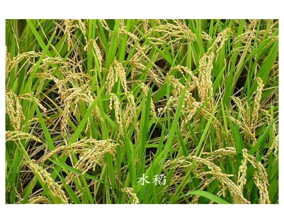 百分数的应用(二)_第2页