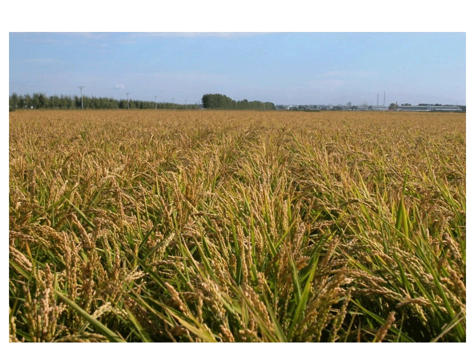 百分数的应用(二)_第3页