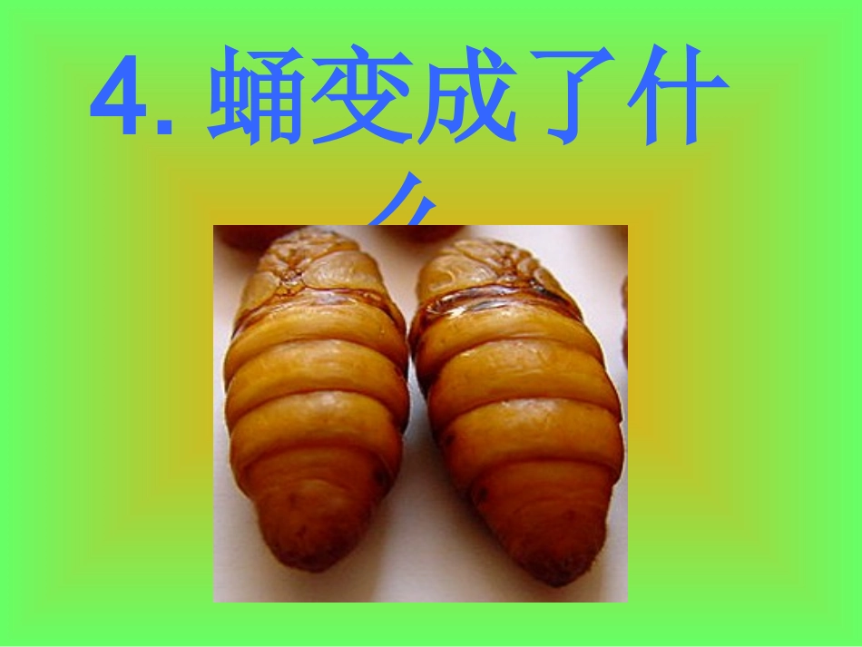 蛹变成了什么_第3页