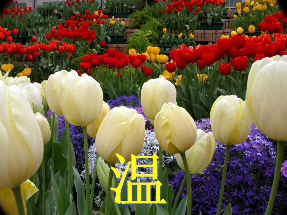 河南省洛阳市第二外国语学校2012年秋八年级物理全册《温度》课件-沪科版_第3页