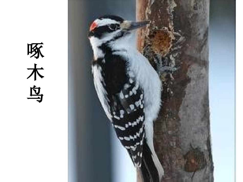 都市精灵课件1_第1页