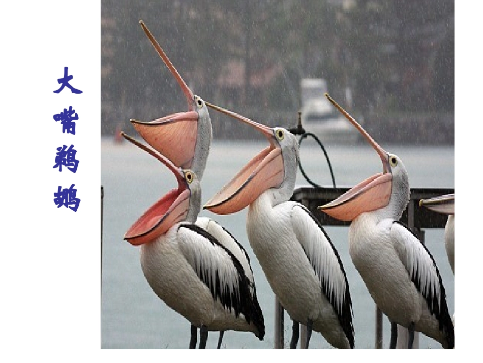 都市精灵课件1_第3页