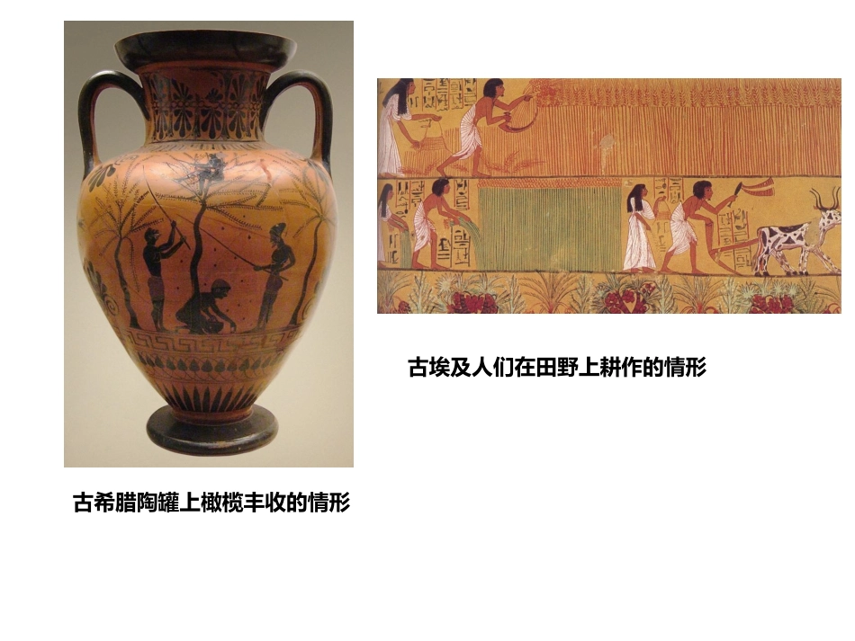 3农业是人类文明的摇篮-(2)_第2页