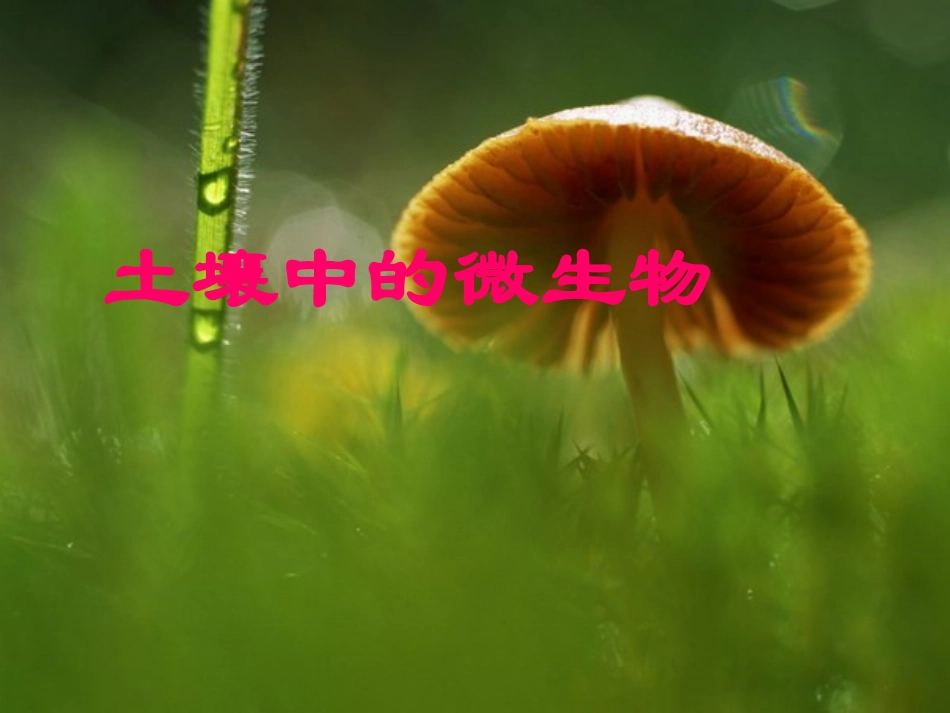 《第2节-土壤里的微生物》课件4_第1页