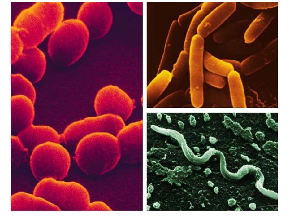 《第2节-土壤里的微生物》课件4_第2页