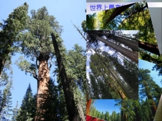 27.2-相似三角形应用举例