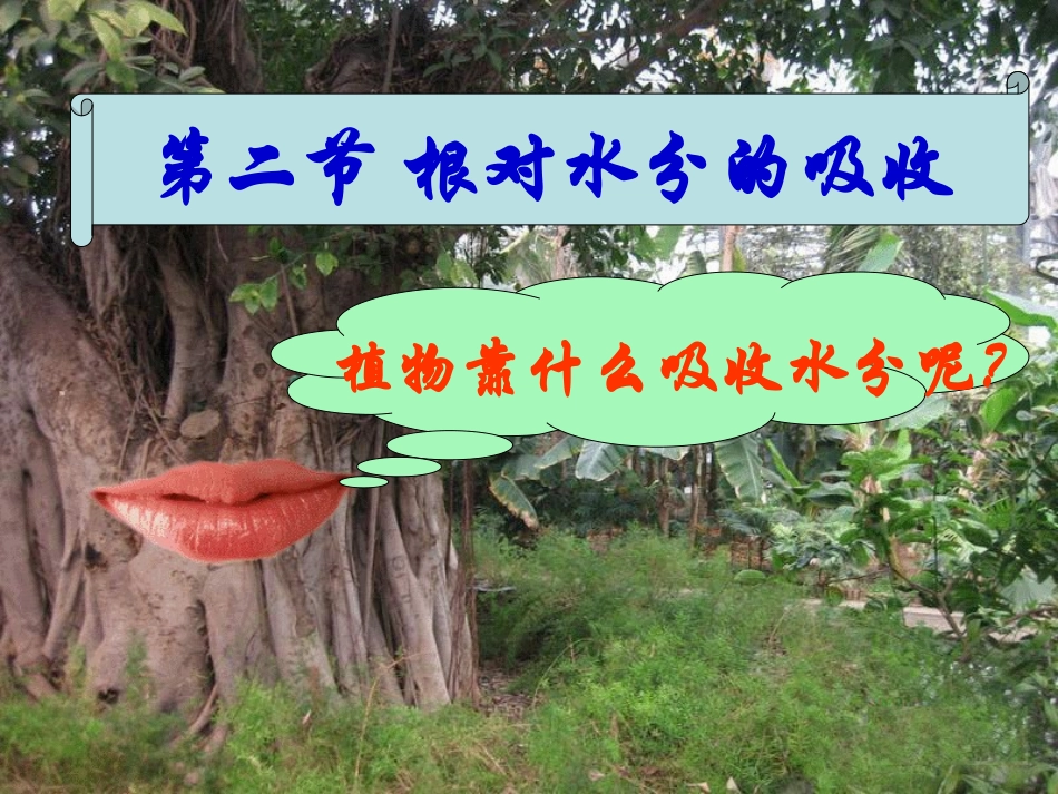 根对水分的吸收——双城忠植中学赵春光_第2页