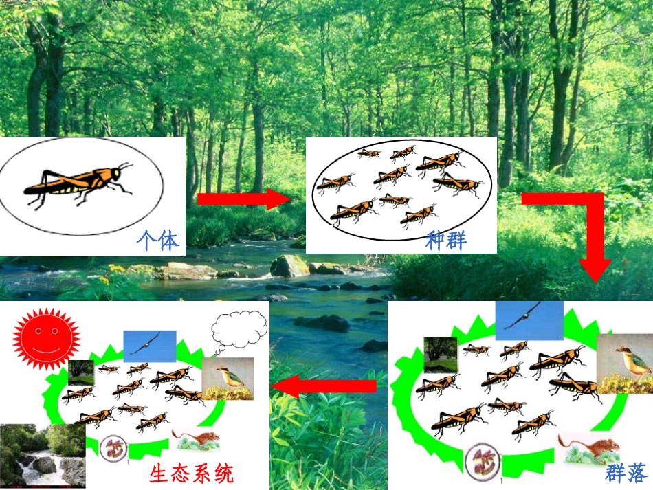 生态系统的结构7_第2页