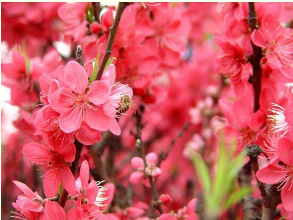 (2016年秋季版)《亲亲大自然》课件_第3页