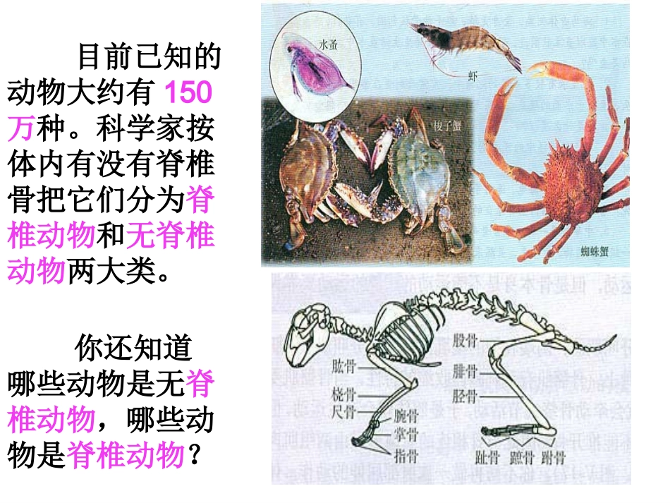 第一节腔肠动物和扁形动物_第1页