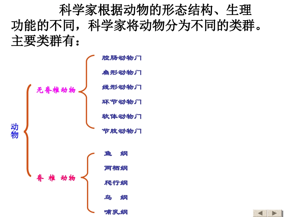 第一节腔肠动物和扁形动物_第2页