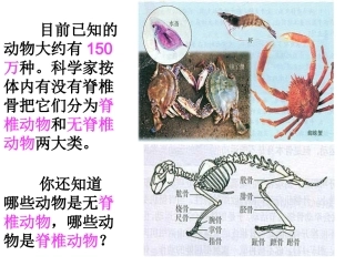 第一节腔肠动物和扁形动物