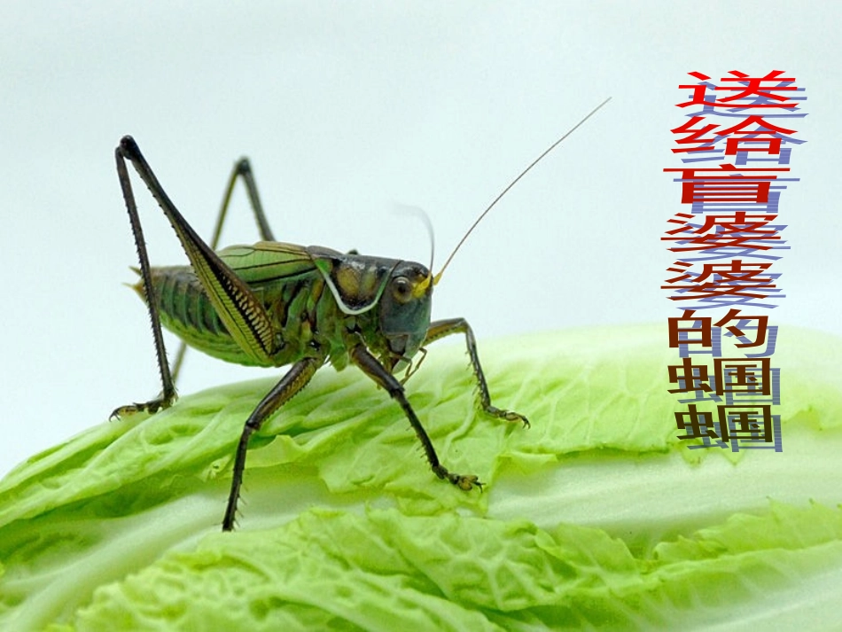 5送给盲婆婆的蝈蝈_第1页