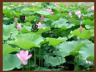 河南省濮阳市南乐县西邵中学七年级语文上册《第13课-夏感》课件-新人教版