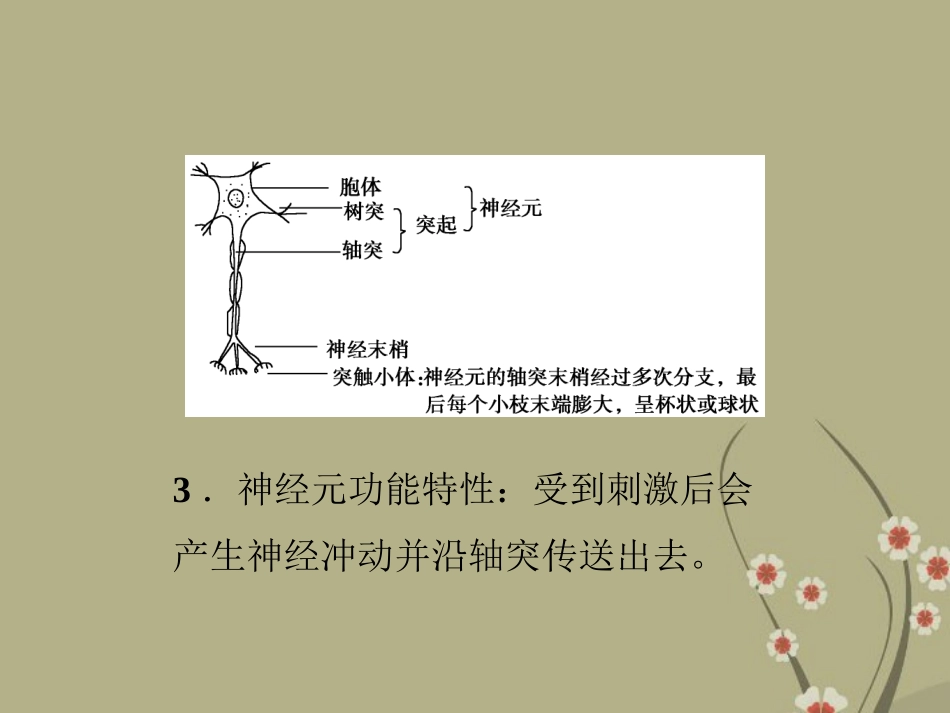2013届高考生物一轮复习-第25讲-神经系统的结构与功能课件-浙科版_第3页
